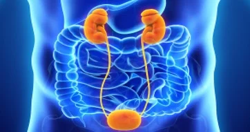 Insulino resistenza e disfunzioni vescicali: nuove prospettive terapeutiche